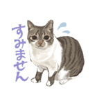 キジトラ白の猫たち（個別スタンプ：12）