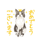 キジトラ白の猫たち（個別スタンプ：15）