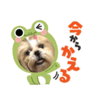 ショータ君の挨拶（個別スタンプ：5）