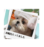 ショータ君の挨拶（個別スタンプ：21）