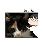 24/English/cat/保護猫挨拶スタンプ（個別スタンプ：3）