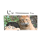 24/English/cat/保護猫挨拶スタンプ（個別スタンプ：6）