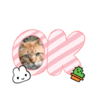 24/English/cat/保護猫挨拶スタンプ（個別スタンプ：13）