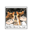 24/English/cat/保護猫挨拶スタンプ（個別スタンプ：16）