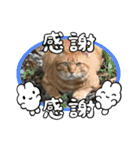 24/English/cat/保護猫挨拶スタンプ（個別スタンプ：18）