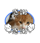 24/English/cat/保護猫挨拶スタンプ（個別スタンプ：22）