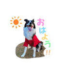 ボーダーコリー『shelly』（個別スタンプ：1）