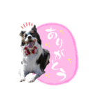 ボーダーコリー『shelly』（個別スタンプ：2）