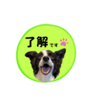 ボーダーコリー『shelly』（個別スタンプ：4）
