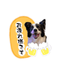 ボーダーコリー『shelly』（個別スタンプ：7）