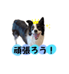 ボーダーコリー『shelly』（個別スタンプ：8）
