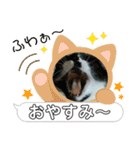 北の国オールスターズDF＆DS特盛り（個別スタンプ：8）