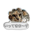 北の国オールスターズDF＆DS特盛り（個別スタンプ：12）