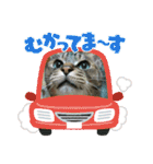 北の国オールスターズDF＆DS特盛り（個別スタンプ：19）