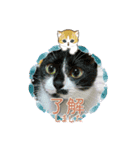 北の国オールスターズDF＆DS特盛り（個別スタンプ：22）
