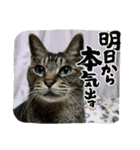 北の国オールスターズDF＆DS特盛り（個別スタンプ：32）