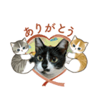 北の国オールスターズDF＆DS特盛り（個別スタンプ：35）