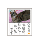 北の国オールスターズDF＆DS特盛り（個別スタンプ：36）