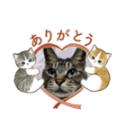 北の国オールスターズDF＆DS特盛り（個別スタンプ：38）