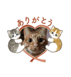 北の国オールスターズDF＆DS特盛り（個別スタンプ：40）