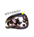 こたろ〜スタンプ。（個別スタンプ：4）