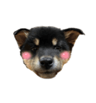 続・黒い柴犬スタンプ☆★（個別スタンプ：1）