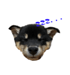 続・黒い柴犬スタンプ☆★（個別スタンプ：3）