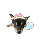 続・黒い柴犬スタンプ☆★（個別スタンプ：4）