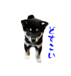 続・黒い柴犬スタンプ☆★（個別スタンプ：5）