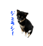 続・黒い柴犬スタンプ☆★（個別スタンプ：7）