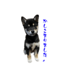 続・黒い柴犬スタンプ☆★（個別スタンプ：8）