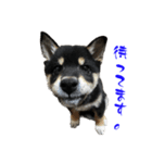 続・黒い柴犬スタンプ☆★（個別スタンプ：9）