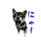 続・黒い柴犬スタンプ☆★（個別スタンプ：11）