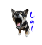 続・黒い柴犬スタンプ☆★（個別スタンプ：12）