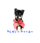 続・黒い柴犬スタンプ☆★（個別スタンプ：13）