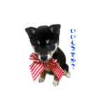 続・黒い柴犬スタンプ☆★（個別スタンプ：14）