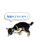 続・黒い柴犬スタンプ☆★（個別スタンプ：16）