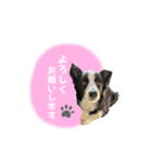 ルークスタンプ③（個別スタンプ：3）