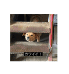 犬 レンレン 字幕付き（個別スタンプ：2）