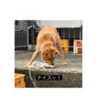 犬 レンレン 字幕付き（個別スタンプ：12）