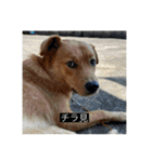 犬 レンレン 字幕付き（個別スタンプ：19）