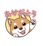 柴犬詩音ちゃんの日常的に使えるスタンプ2（個別スタンプ：1）