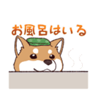 柴犬詩音ちゃんの日常的に使えるスタンプ2（個別スタンプ：13）