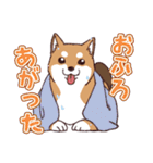 柴犬詩音ちゃんの日常的に使えるスタンプ2（個別スタンプ：14）