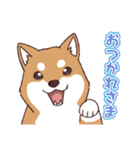 柴犬詩音ちゃんの日常的に使えるスタンプ2（個別スタンプ：16）