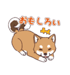 柴犬詩音ちゃんの日常的に使えるスタンプ2（個別スタンプ：22）