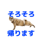 テラしず帰りまスタンプ（個別スタンプ：1）