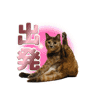 テラしず帰りまスタンプ（個別スタンプ：3）