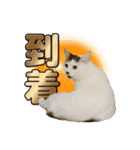 テラしず帰りまスタンプ（個別スタンプ：4）