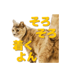 テラしず帰りまスタンプ（個別スタンプ：5）